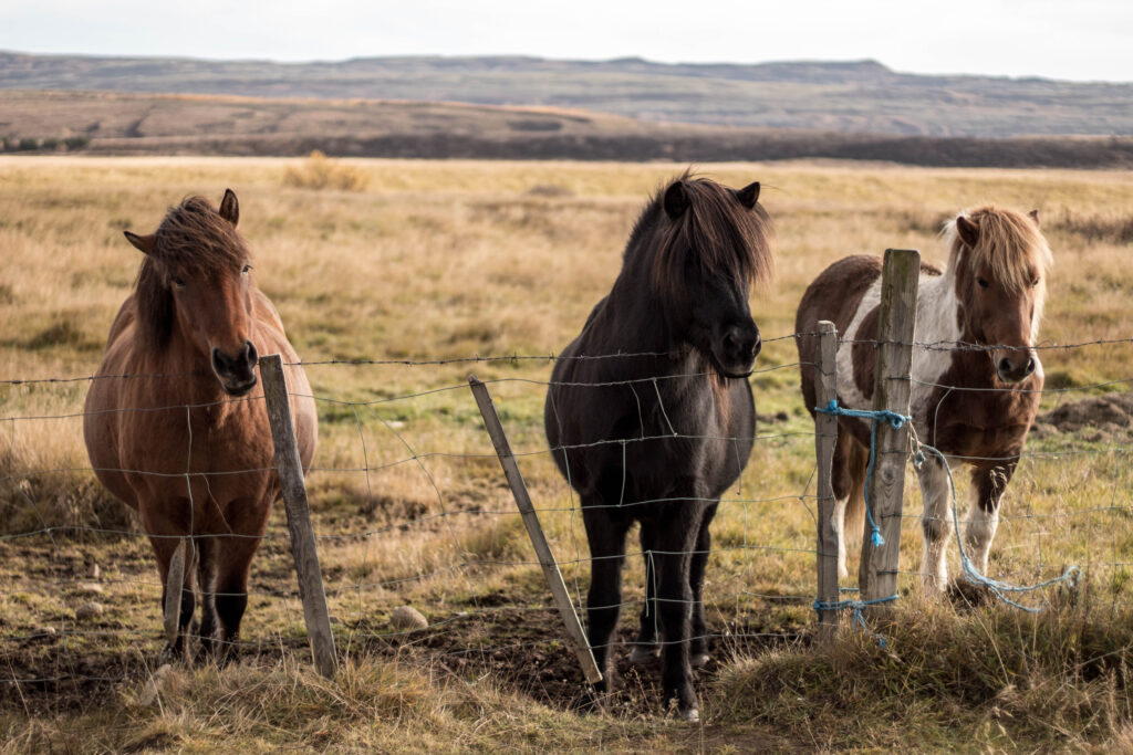 Beautiful wild horses in Iceland