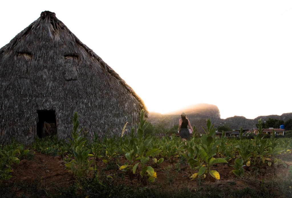 Vinales, Cuba Tobacco Fields at sunset