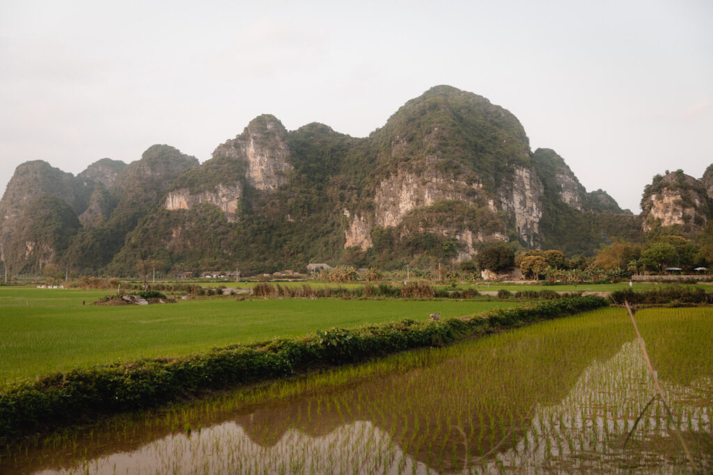 Rice fields in Vietnam 