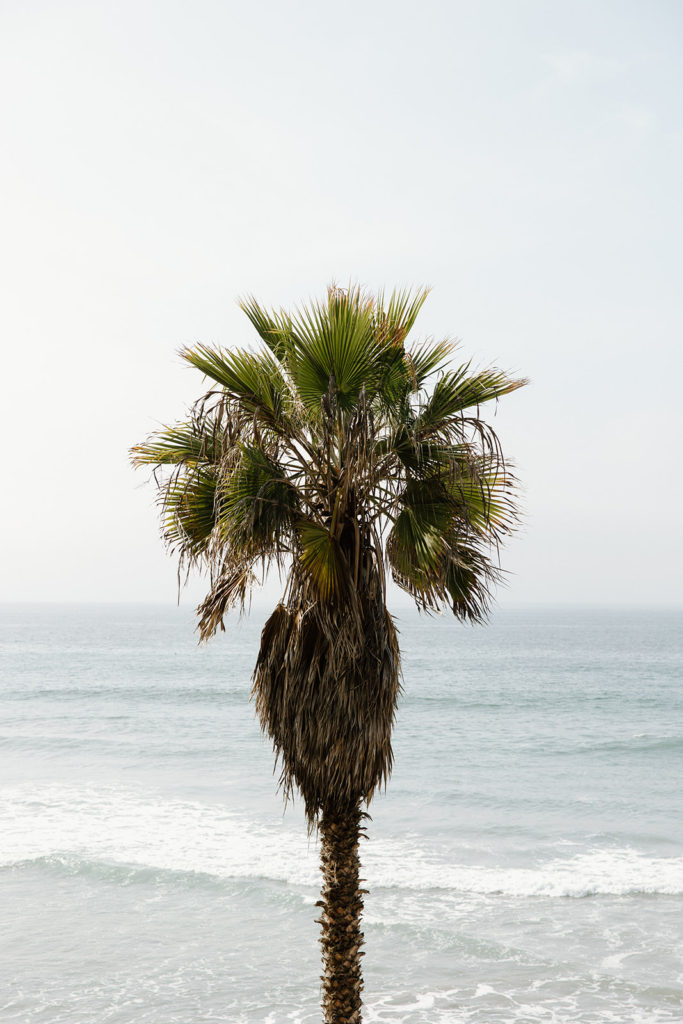 San Onofre beach palm tree